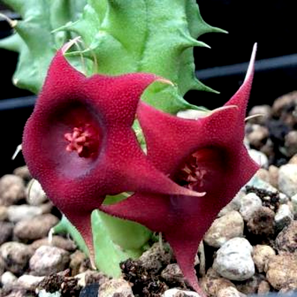 Huernia aspera