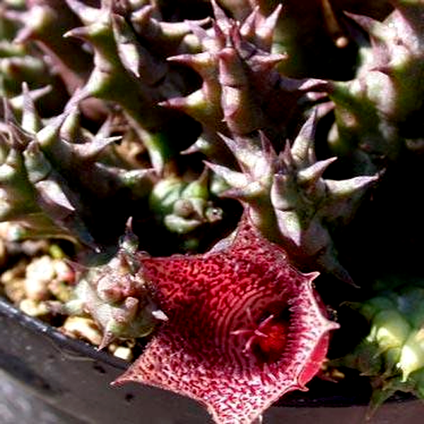 Huernia whitesloaniana