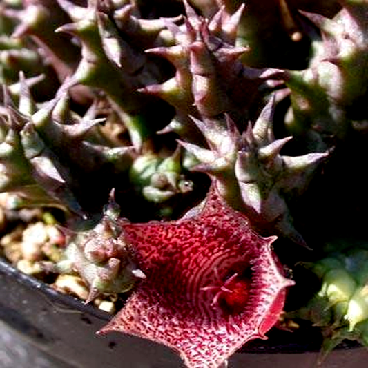 Huernia whitesloaniana