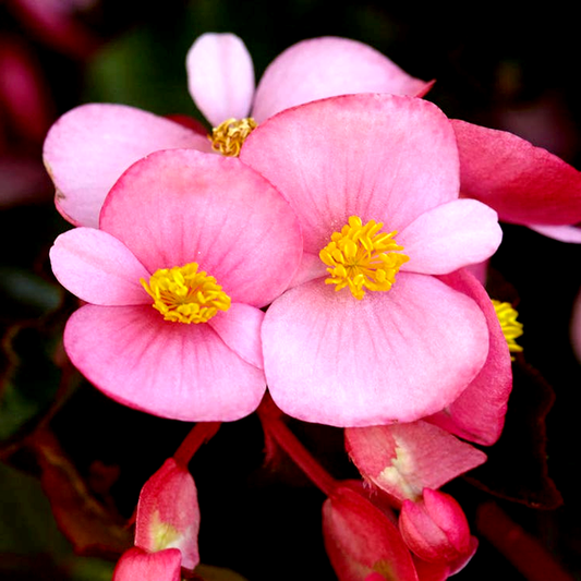 Hula™ Pink Begonia Seeds