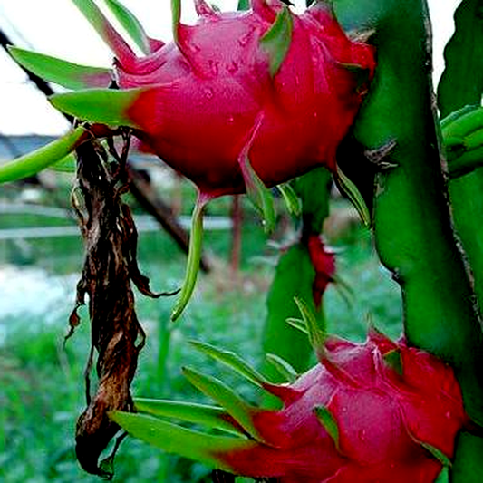 Hylocereus polyrhizus