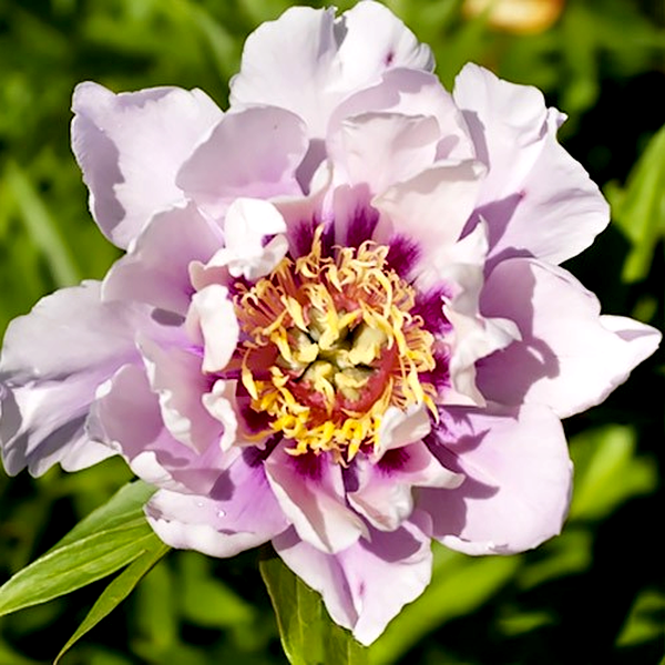 ITOH Ballarena de Saval