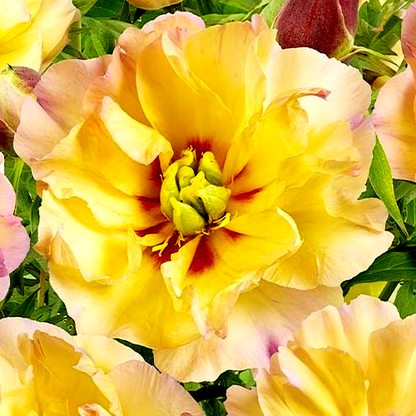 ITOH Canary Brilliants