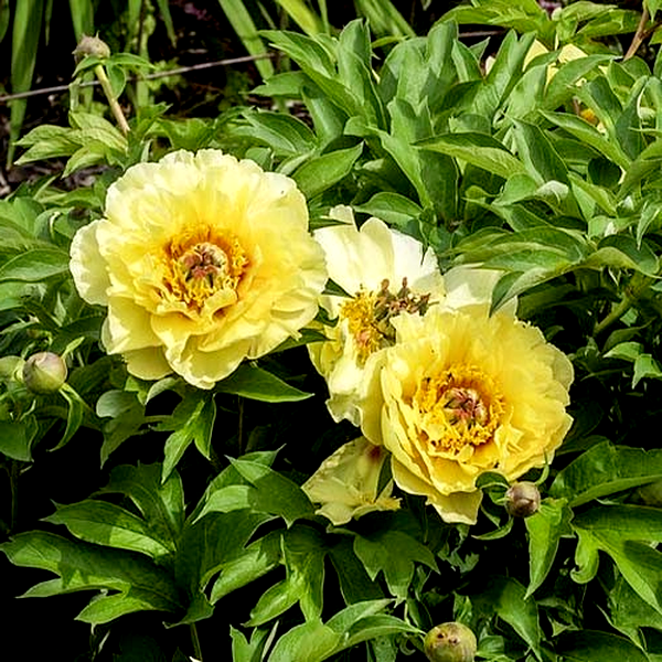 ITOH Garden Treasure