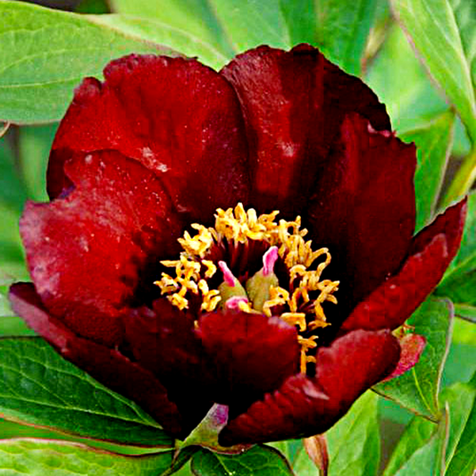 ITOH Lafayette Escadrille