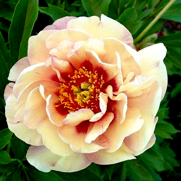 ITOH Magical Mystery Tour