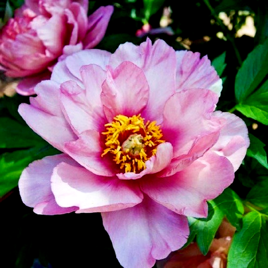 ITOH Pink Double Dandy