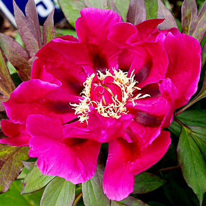 ITOH Purple Sensation