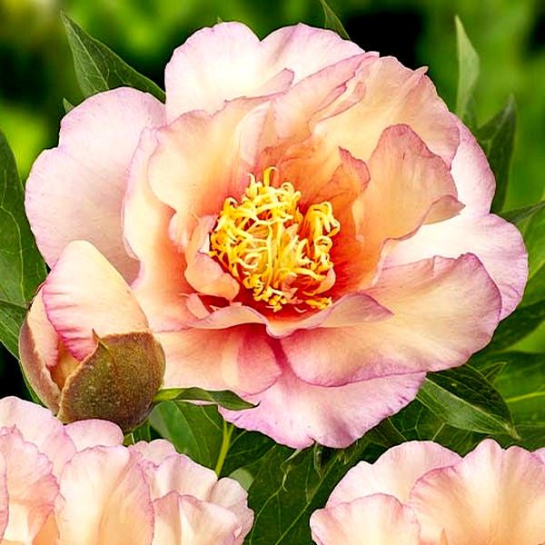 ITOH Scrumdidleumptious