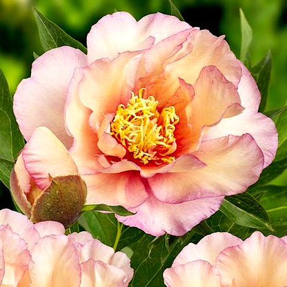 ITOH Scrumdidleumptious