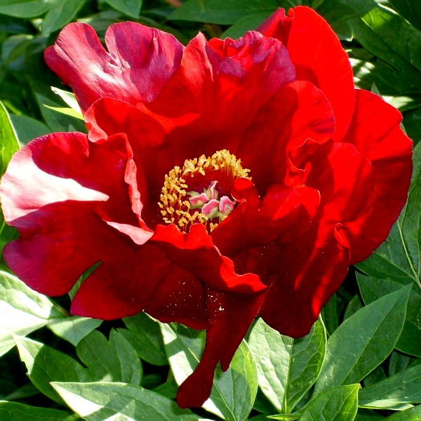 ITOH Sonoma Velvet Ruby