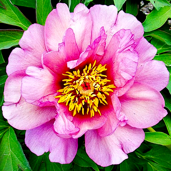 ITOH Yankee Doodle Dandy