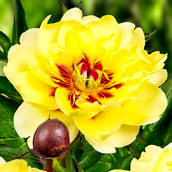 ITOH Yellow Waterlily