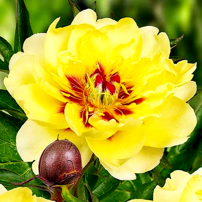 ITOH Yellow Waterlily