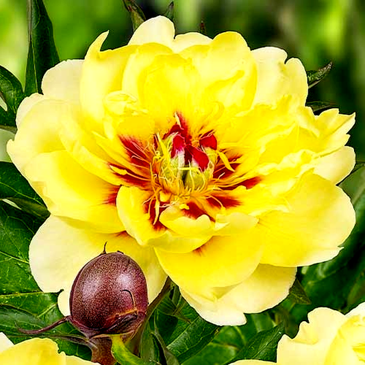 ITOH Yellow Waterlily