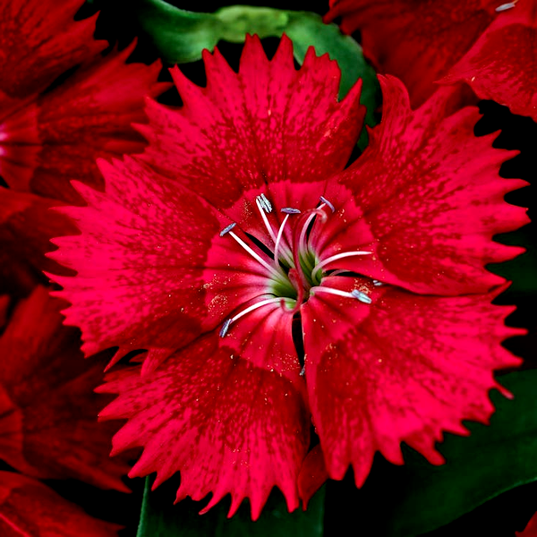 Ideal Select™ Red Hybrid Dianthus Seeds