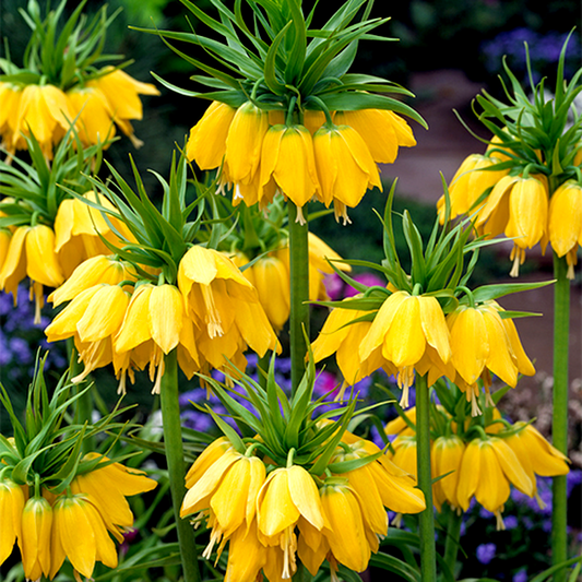 Imperialis Early Sensation