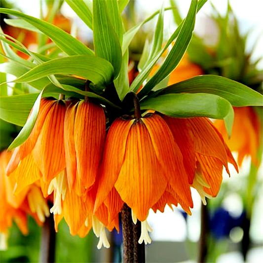 Imperialis Garland Star