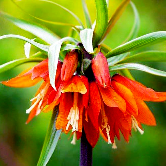 Imperialis Orange Beauty