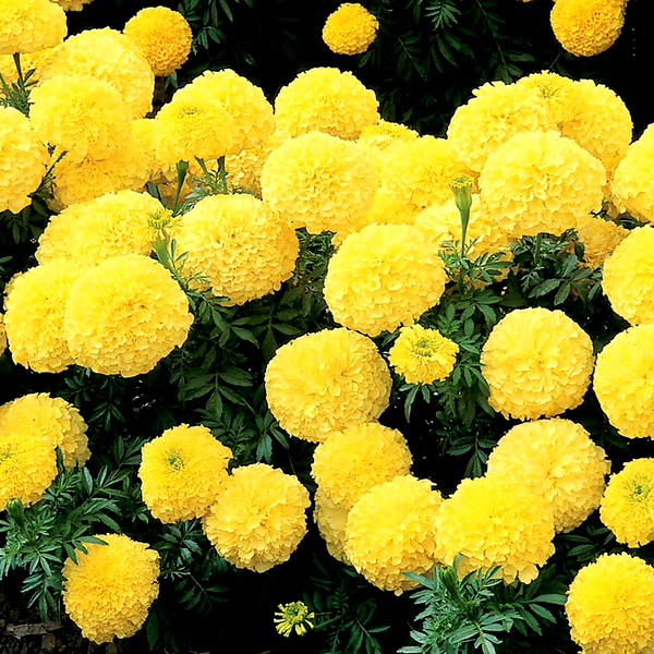 Inca II™ Primrose Hybrid Marigold Seeds