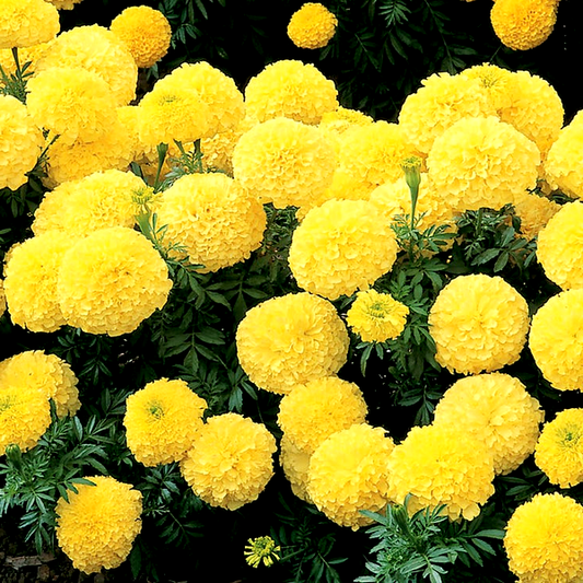 Inca II™ Primrose Hybrid Marigold Seeds