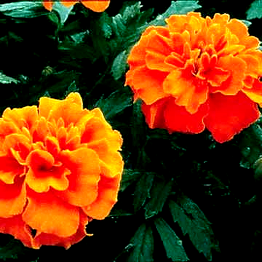 Janie Deep Orange Marigold Seeds