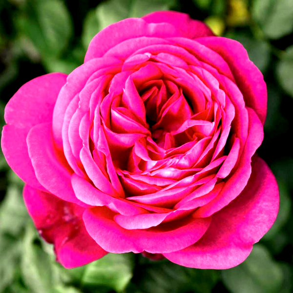 Johann Wolfgang von Goethe