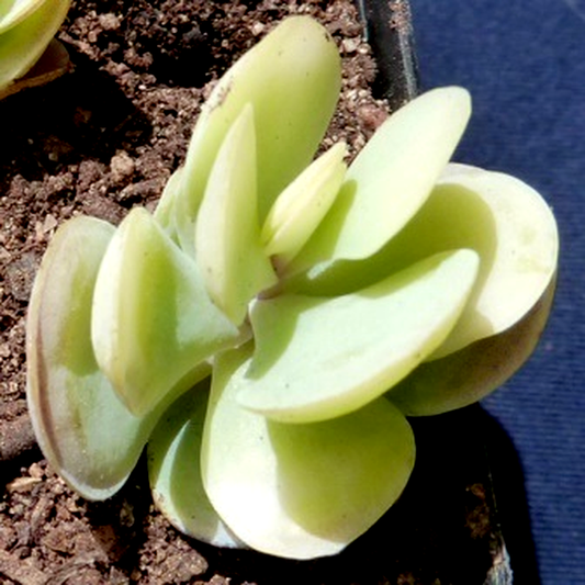 Kalanchoe alticola