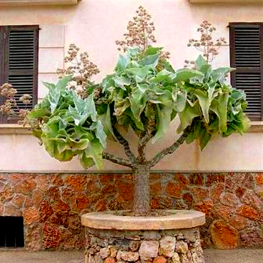 Kalanchoe beharensis