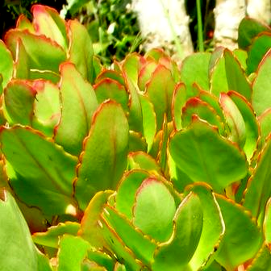 Kalanchoe crenata