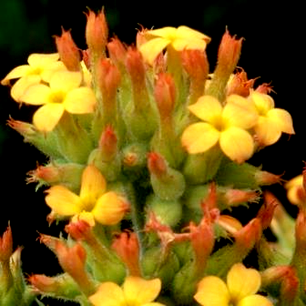 Kalanchoe lanceolata