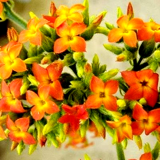 Kalanchoe zimbabwensis
