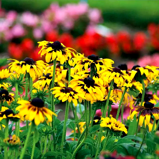 Kelvedon Star' Rudbeckia Seeds