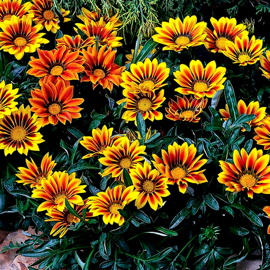 Kiss™ Flame Mix Hybrid Gazania Seeds