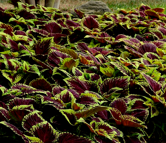 Kong® Empire Mix Coleus Seeds
