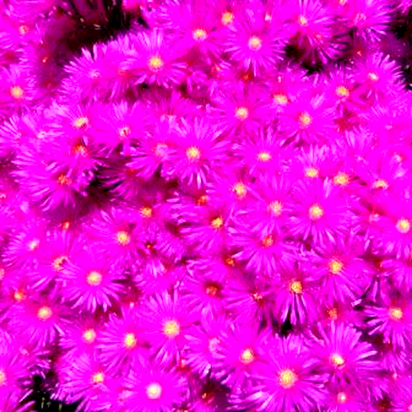 Lampranthus amoenus