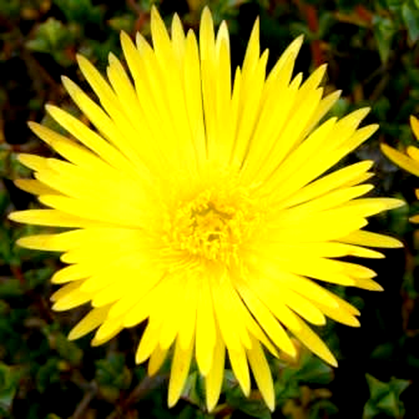 Lampranthus glaucus