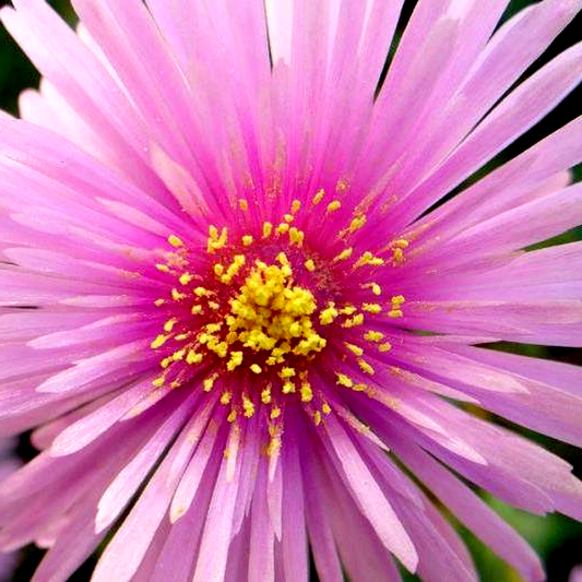 Lampranthus multiradiatus