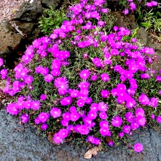 Lampranthus roseus