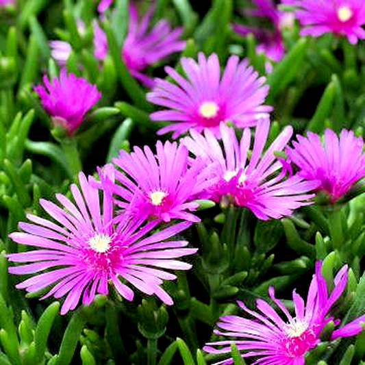 Lampranthus spectabilis