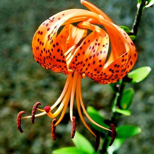 Lancifolium Splendens