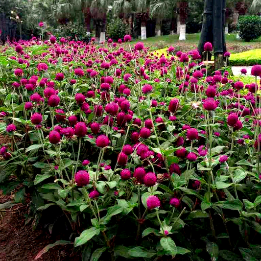 Las Vegas Purple Gomphrena Seeds