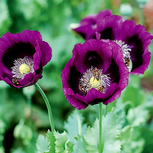 Lauren's Grape Poppy Seeds
