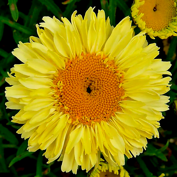 Leucanthemum Realflor® 'Real Goldcup' Shasta Daisy