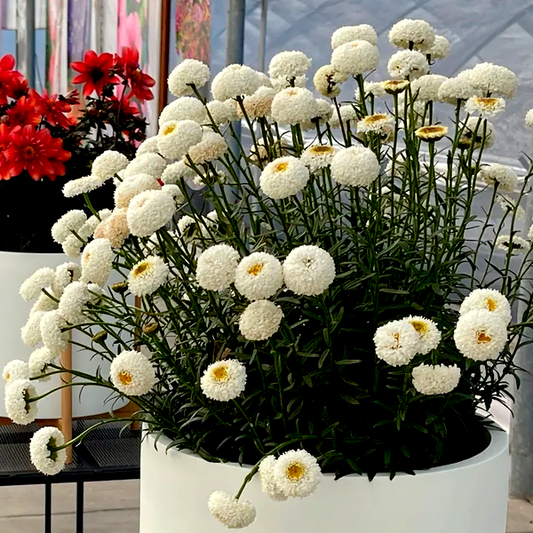Leucanthemum Realflor® 'Real Tiny Bubbles' Shasta Daisy