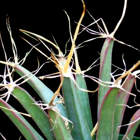 Leuchtenbergia principis