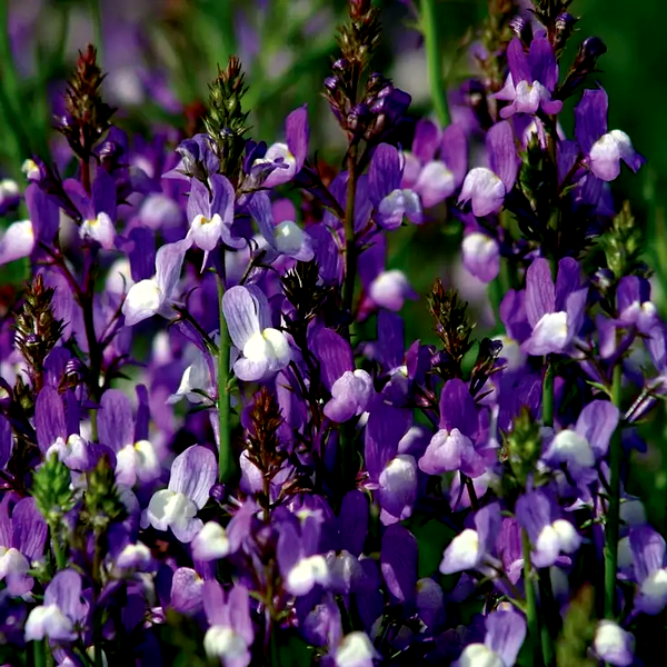 Licilia Azure' False Snapdragon Seeds
