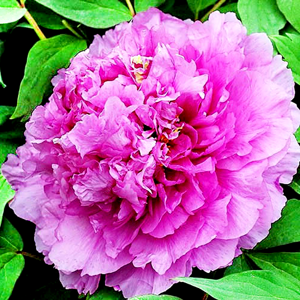 Limpid Dews on Two-horned Flower