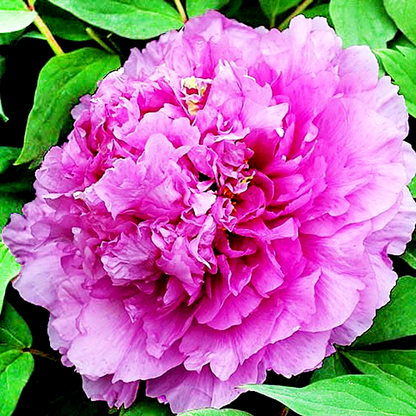 Limpid Dews on Two-horned Flower