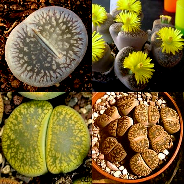 Lithops aucampiae Mixture